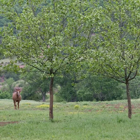 Le Cedre De Prades 4 Etoiles Logement Entier Parc Naturel Haut Languedoc - Salagou Dio-et-Valquieres Exterior photo